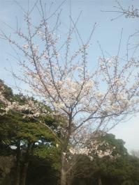 桜 001.jpg