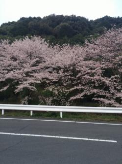 桜2.JPG