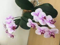 phalaenopsis orchid1.jpeg