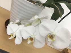 phalaenopsis orchid2.jpeg