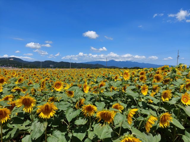 現在の画像に代替テキストがありません。ファイル名: 20250721_113211-scaled.jpg