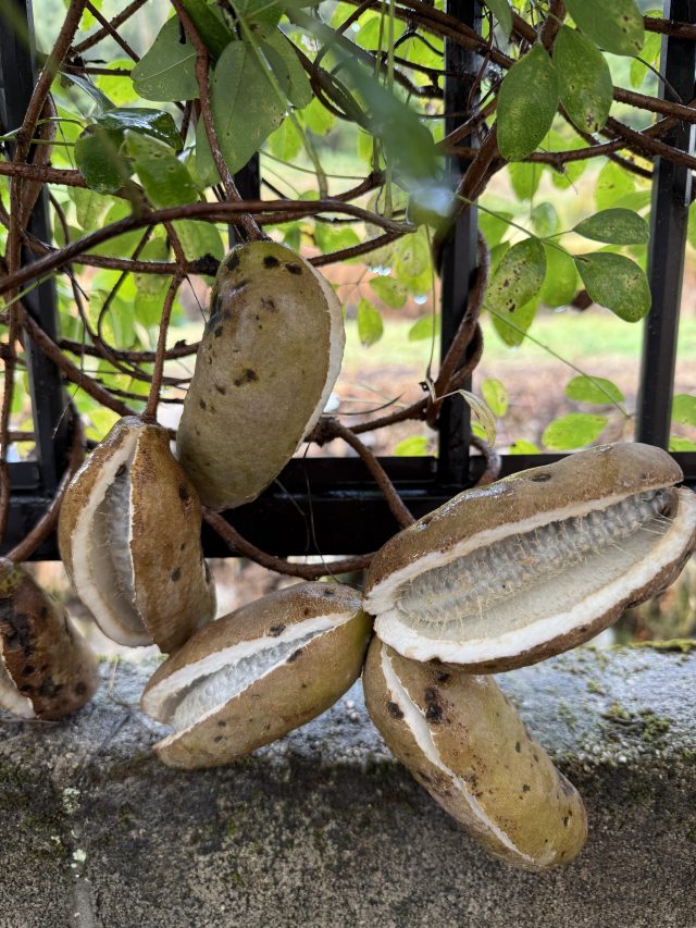 現在の画像に代替テキストがありません。ファイル名: グべ-scaled.jpg