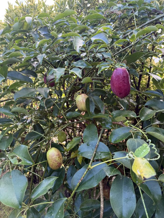 現在の画像に代替テキストがありません。ファイル名: ムベ-scaled.jpg