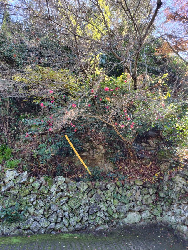 現在の画像に代替テキストがありません。ファイル名: 諸熊12月-scaled.jpg