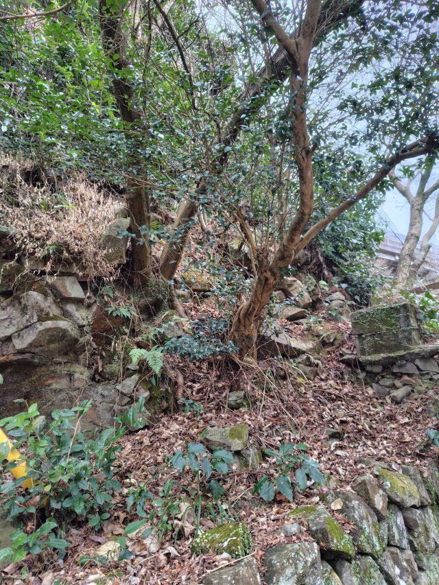 現在の画像に代替テキストがありません。ファイル名: 諸熊8-scaled.jpg