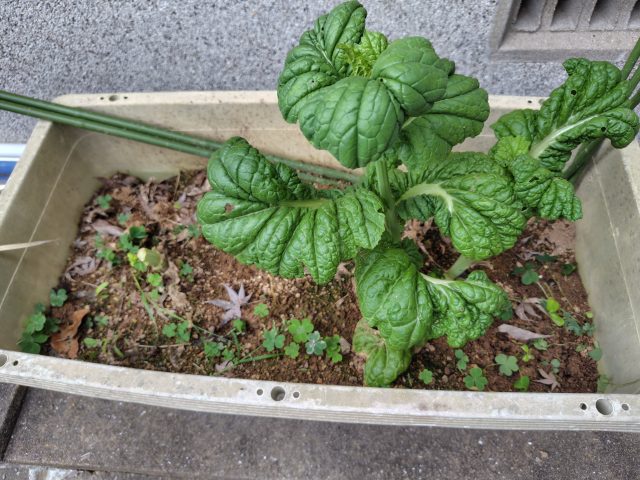 現在の画像に代替テキストがありません。ファイル名: 諸熊R8.4-scaled.jpg