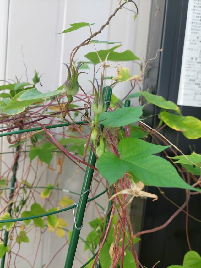 現在の画像に代替テキストがありません。ファイル名: 20261014_123950-scaled.jpg